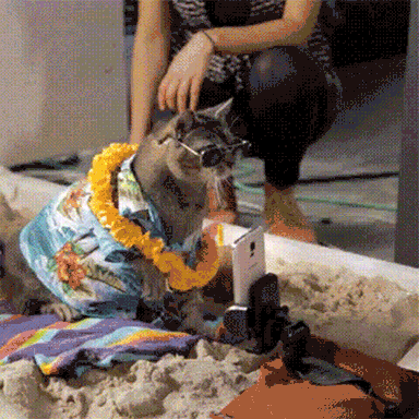 cat with Hawaiian shirt, lei, and sunglasses taking a selfie while 2 people watch