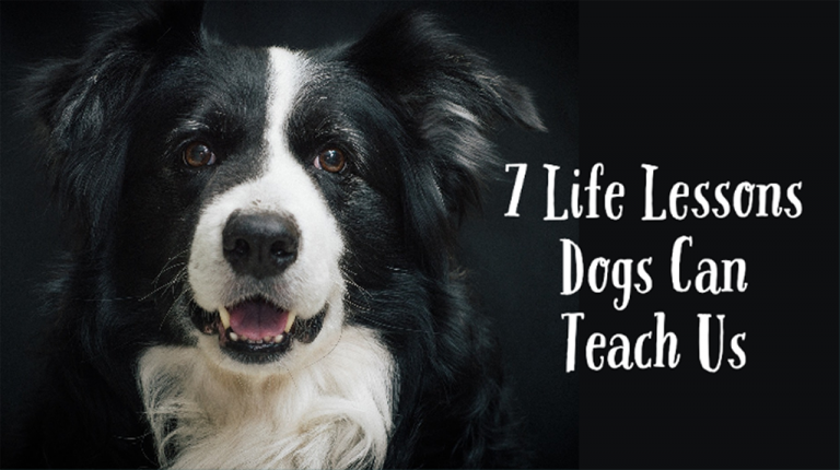Black-and-white collie with title of blog post