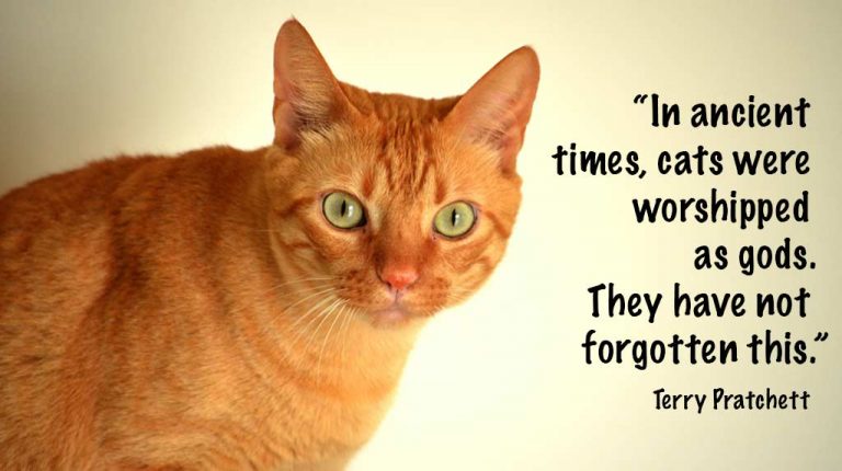 orange tabby cat with quote about cats