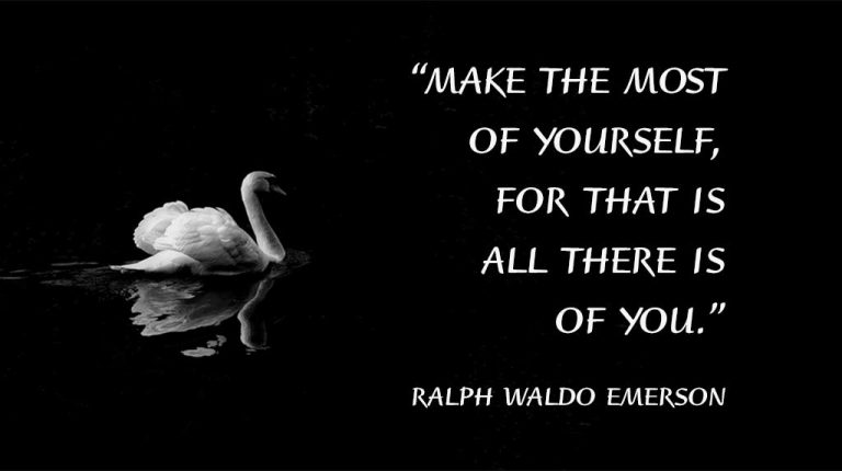 Swan on dark lake with quote