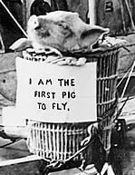The first pig to fly in 1909.