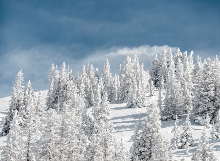 Snowy conifer trees grow on a hill under a blue sky.