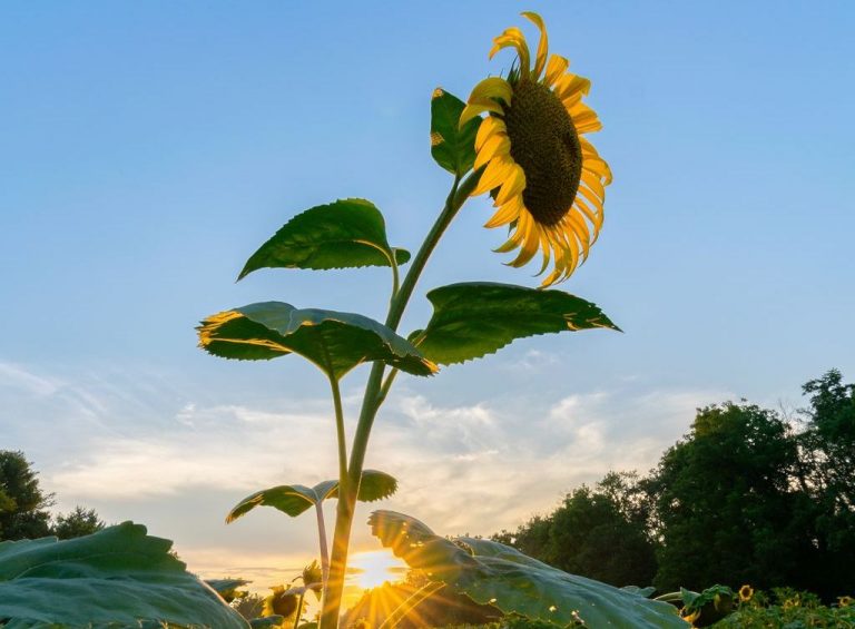 A sunflower blooms in the sunshine.