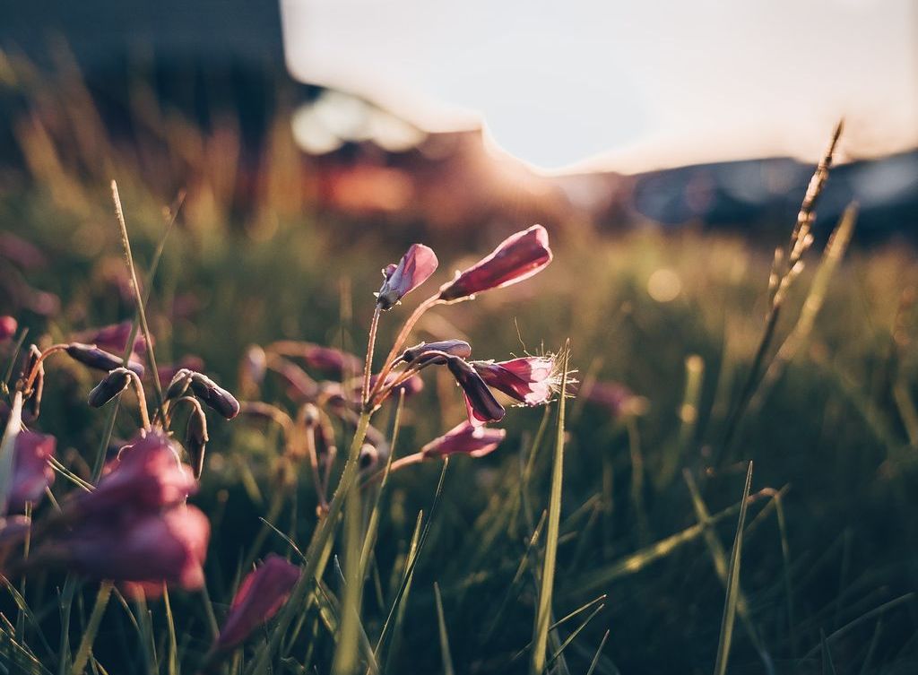 Pink flowers are illuminated by sunshine.