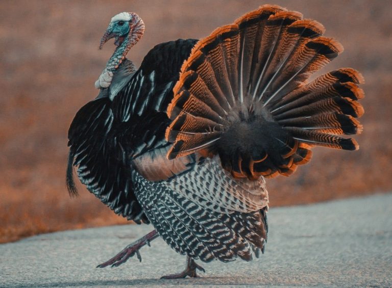 A male turkey struts his stuff.