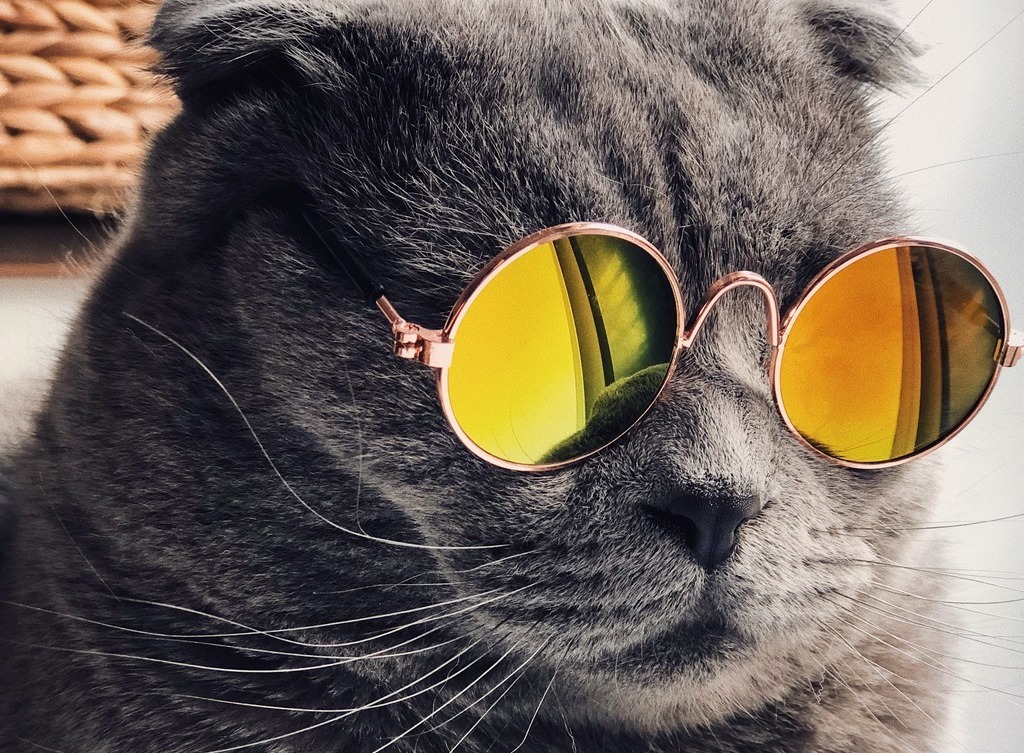 A cat wearing sunglasses.