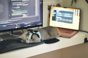 Cat sleeping on office desk and keyboard