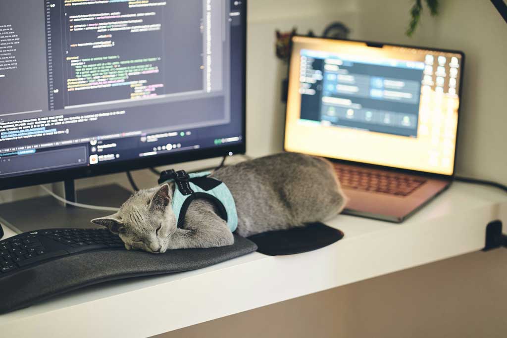 Cat sleeping on office desk and keyboard